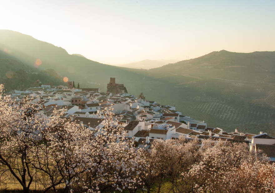 Almond blossom on a spring evening in Zuheros (Cordoba). © Michelle Chaplow