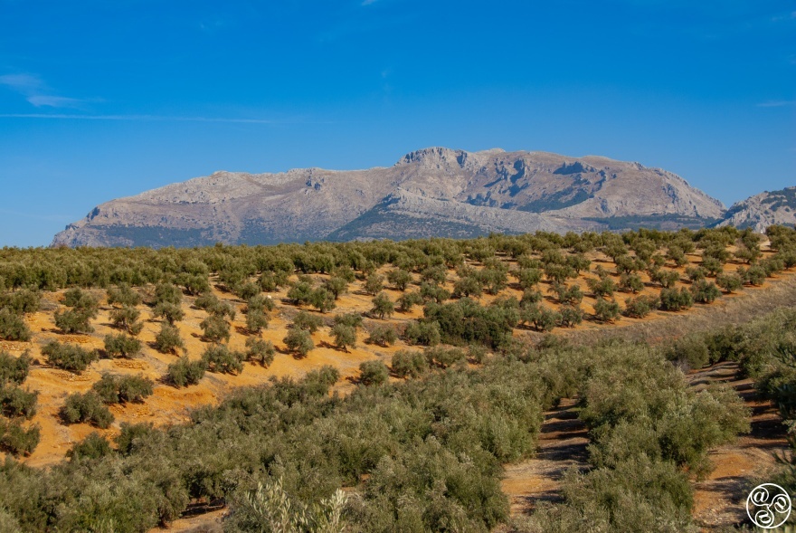 Olive groves near Ubeda, Jaen, Andalucia. © Michelle Chaplow