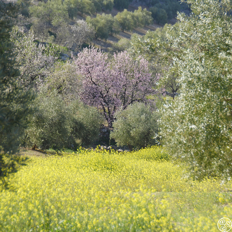 The Sierra Subbética © Michelle Chaplow