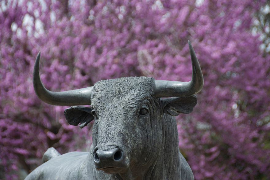 Bullfighting in Ronda © Michelle Chaplow
