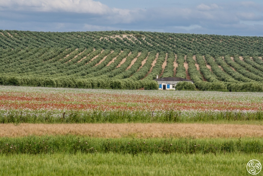 A road trip through Andalucía reveals olive groves dotted with scarlet poppies and stunning landscapes © Michelle Chaplow