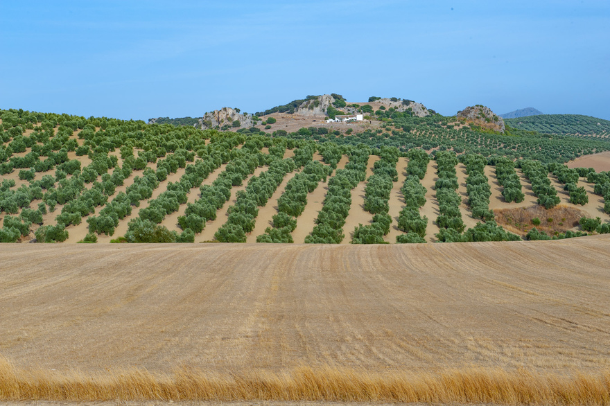 You will see picture postcard olive groves in Andalucia © Michelle Chaplow