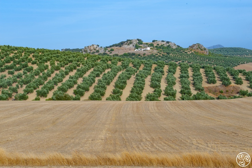 You will see picture postcard olive groves in Andalucia © Michelle Chaplow