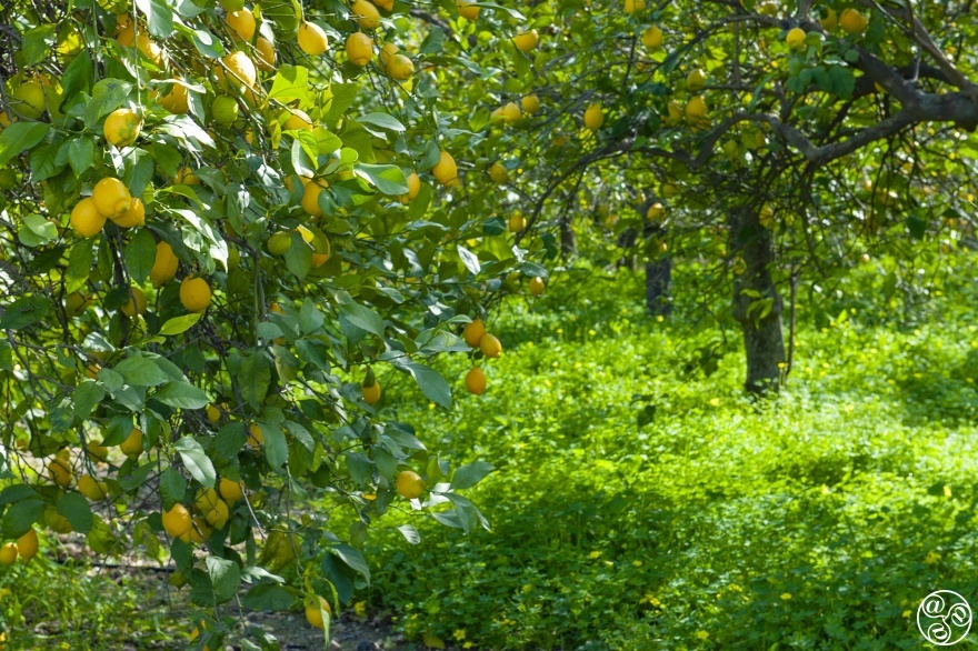 Wondering what to do with all your lemons? We have the recipe © Michelle Chaplow