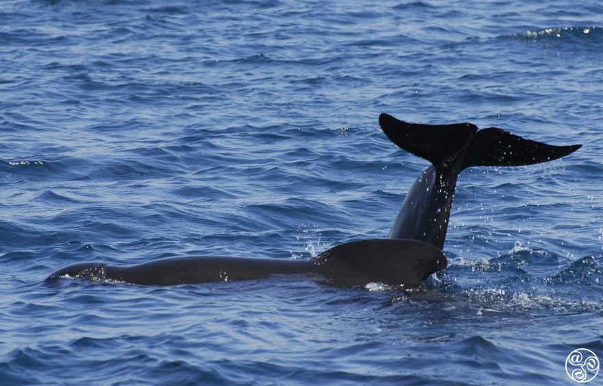 Have a whale of a time in Tarifa.   © Michelle Chaplow