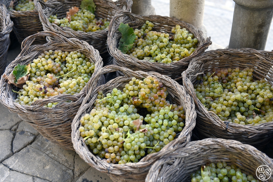 Grapes in wicker baskets, ready for treding © Michelle Chaplow