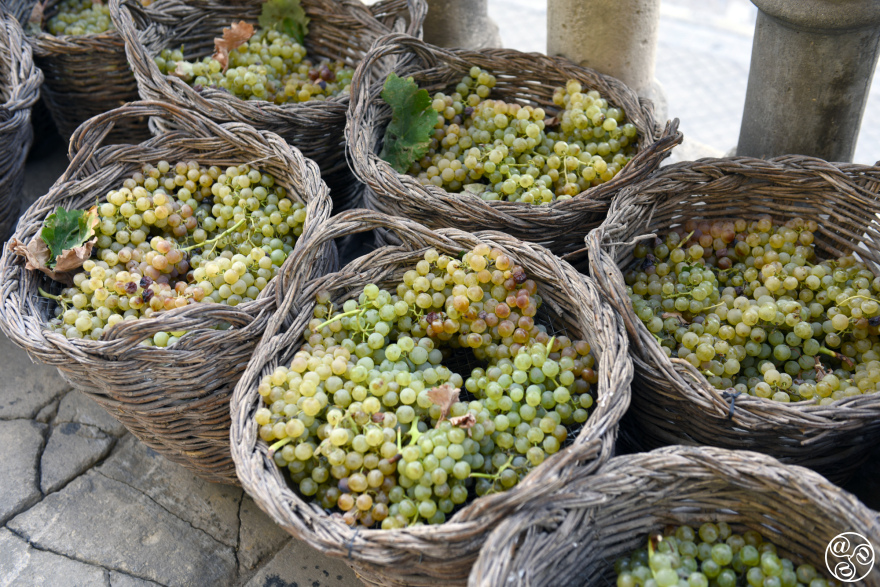 Grapes in wicker baskets, ready for treding © Michelle Chaplow