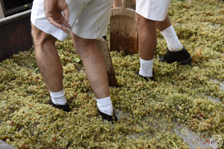 Stepping into tradition—one grape at a time, with the special shoes made for grape treading © Michelle Chaplow