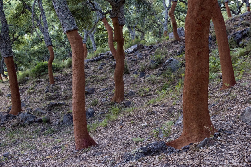 Recently harvested cork oak trees have a deep red hue © Michelle Chaplow
