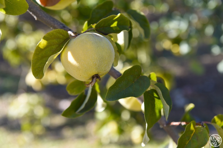 The quince fruit (Cydonia oblonga), a small tree or shrub a member of the rose family (Rosaceae) © Michelle Chaplow