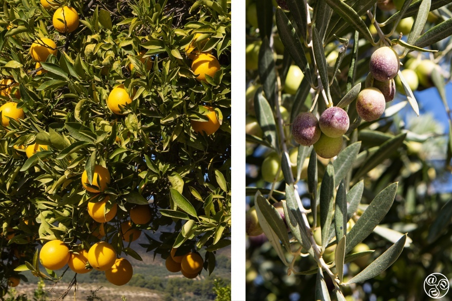 Oranges and olives are harvested in Saleres @ Michelle Chaplow