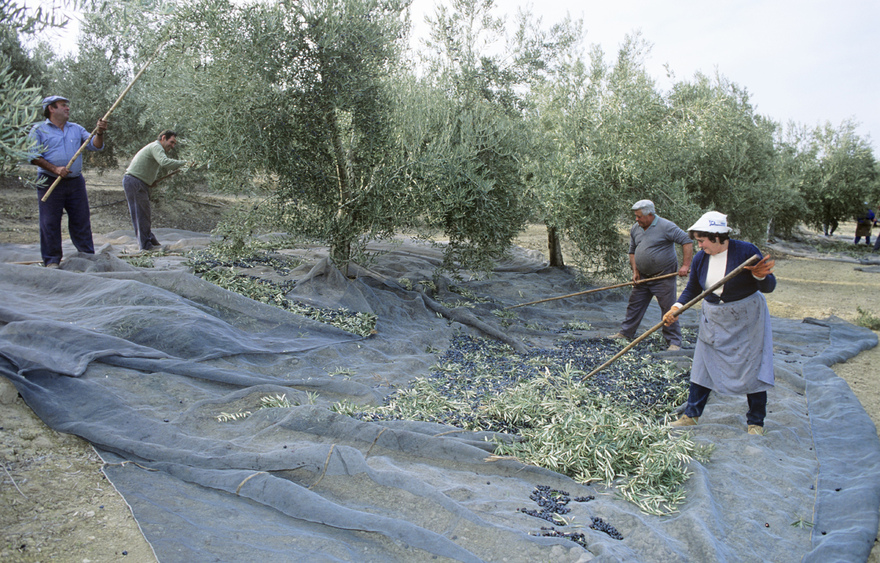 Harvest of the Andalucian Olives © Michelle Chaplow
