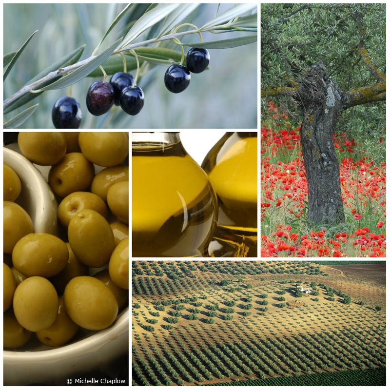 The olive and its oil © Michelle Chaplow