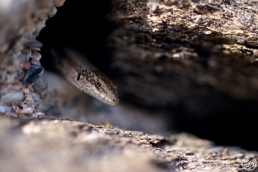 Iberian wall lizard (Podarcis hispanica) sneaking out from its hole, Malaga province, Andalucia, Spain © Marcos G Meider