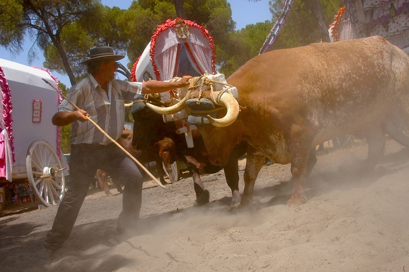 The journey to El Rocio  © Joaquin Alarcon 