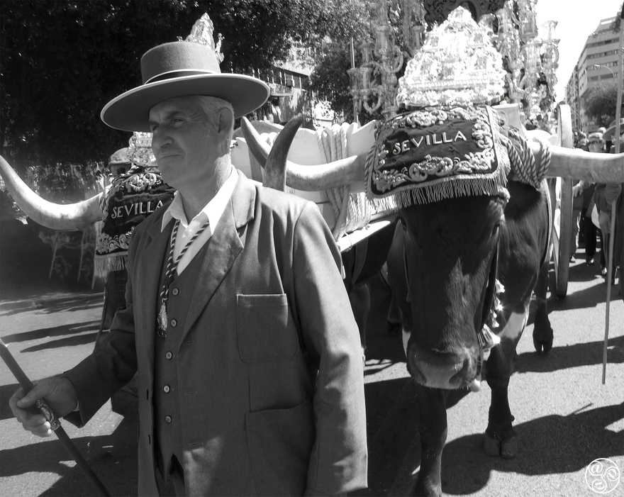 Romaria setting off with Oxen  - photo Fiona Flores Watson