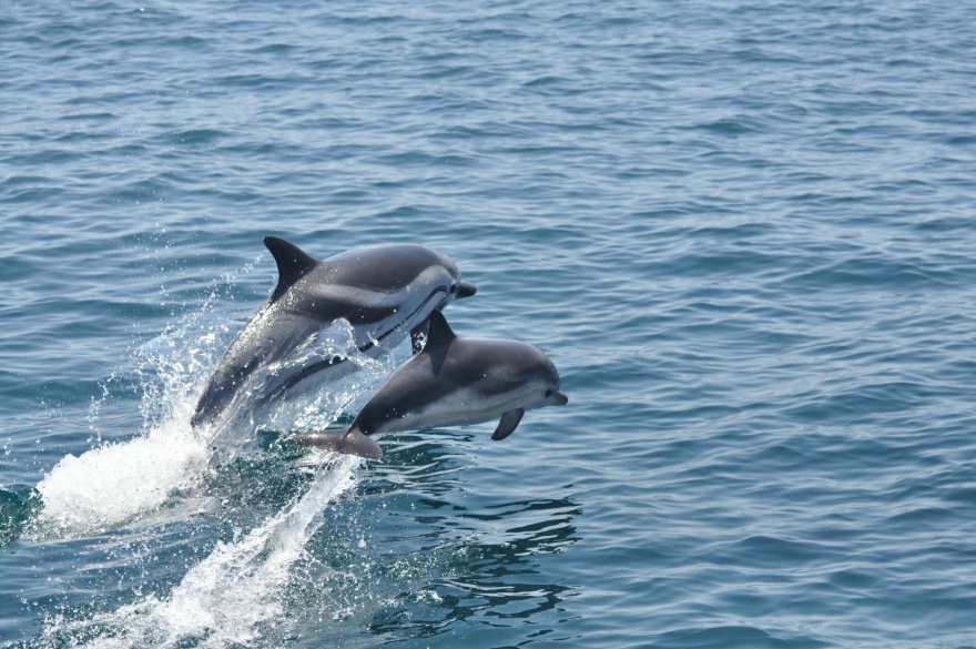 Dolphins in the Bay of Gibraltar © VisitGibraltar.gi