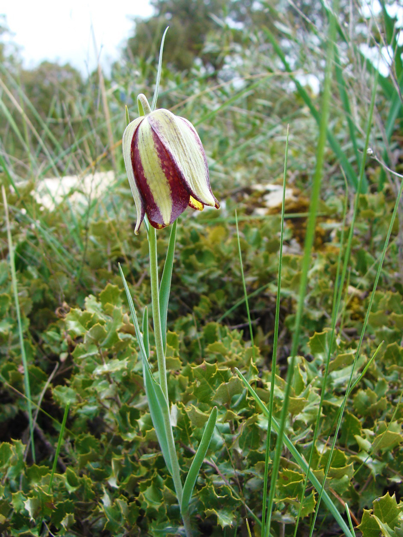 Iberian Fritillary - Fritillaria lusitanica © Tony Hall