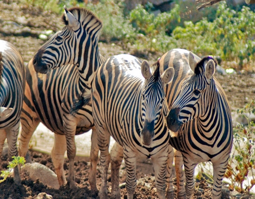 Selwo Aventura lets you see fascinating wildlife up close