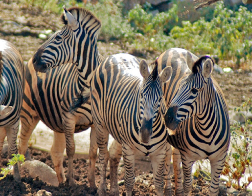 Selwo Aventura lets you see fascinating wildlife up close