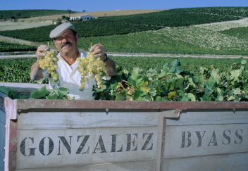 Gonzalez Byass Grape Harvest © Michelle Chaplow
