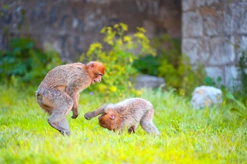 Young Barbary Macaques Play Fighting© VisitGibraltar.gi