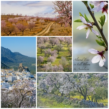 January & February are the best months to see Almond trees © Michelle Chaplow