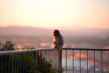 The Barbary Apes of Gibraltar  © VisitGibraltar.gi