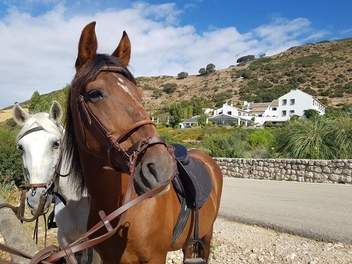 Out in nature with horses © Booking.com / La Fuente del Sol
