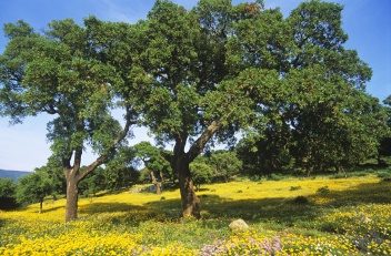 The beautiful Los Alcornocales natural park in the province of Cadiz. © Michelle Chaplow