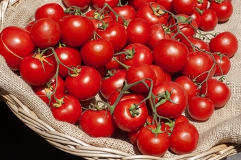 Delicious Spanish tomatoes on the vine © Michelle Chaplow