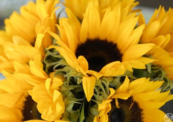 Sunflowers are harvested in Castellar © Michelle Chaplow