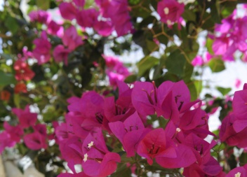 Bougainvilleas in the white washed villages costal villages of andalucia © Michelle Chaplow