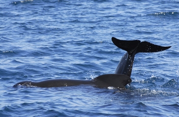 Giants of the deep glide through the waters off Tarifa, in the legendary Strait of Gibraltar. © Michelle Chaplow