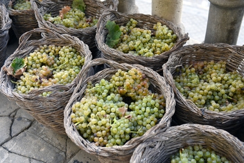 Grapes in wicker baskets, ready for treding © Michelle Chaplow