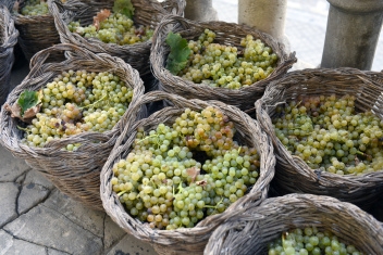 Grapes in wicker baskets, ready for treding © Michelle Chaplow
