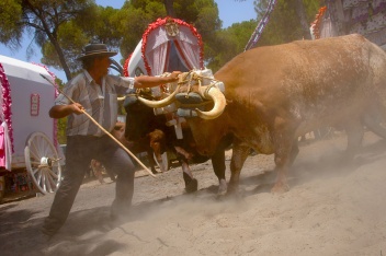 The journey to El Rocio  © Joaquin Alarcon 