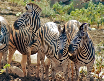 Selwo Aventura lets you see fascinating wildlife up close
