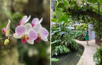 The Estepona Orchid House  © Michelle Chaplow