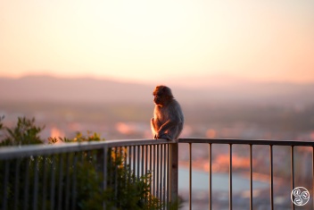 The Barbary Apes of Gibraltar  © VisitGibraltar.gi