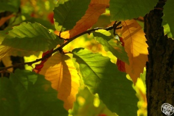 Chestnut trees in Andalucia © Michelle Chaplow