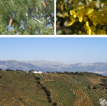 Pines, yellow gorse and cultivated olives in the Montes de Malaga ©  Chaplow