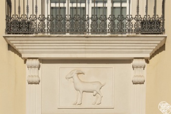 Cabra Andalucia © Michelle Chaplow