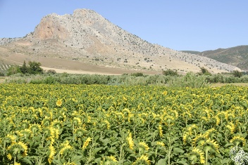 Sunflower fields - Countryside of Cabra © Michelle Chaplow