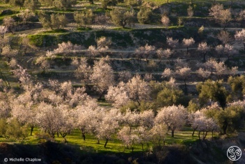 Springtime in Beas de Granada © Michelle Chaplow