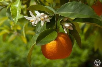 "Seville oranges" in spring with orange blossom (azahar) in bloom © Michelle Chaplow