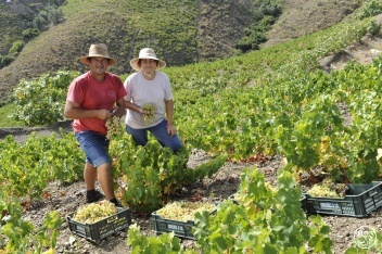 Traditional harvesting methods maintained in Axarquia. © Michelle Chaplow 