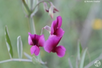 Spanish sweet pea Lathyrus odoratus - Guisante de olor © Michelle Chaplow