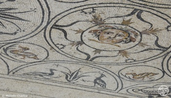 Medusa at Rio Verde Villa  © Michelle Chaplow