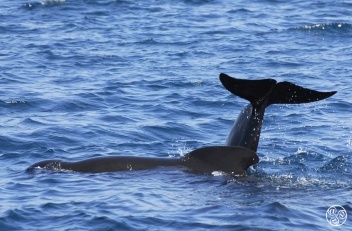 Giants of the deep glide through the waters off Tarifa, in the legendary Strait of Gibraltar. © Michelle Chaplow